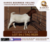 LOT 54 1X BOER GOAT OOI/EWE Kudde KALAHARI KID BOERBOKSTOET