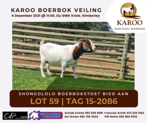 LOT 59 1X BOER GOAT OOI/EWE Kudde SHONGOLOLO BOERBOKSTOET