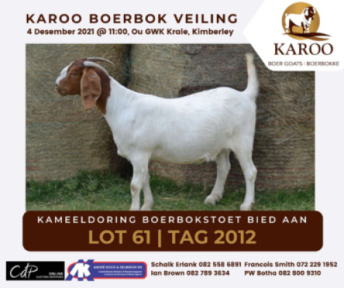 LOT 61 1X BOER GOAT OOI/EWE Stoet KAMEELDORING BOERBOKSTOET