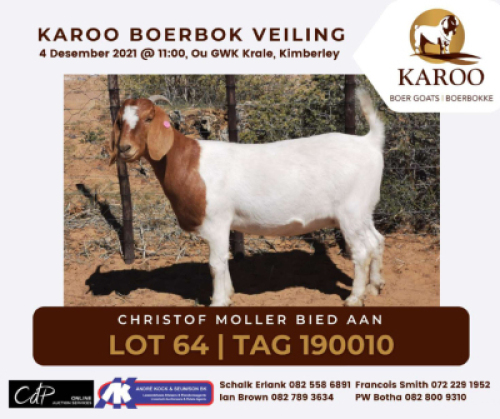 LOT 64 1X BOER GOAT OOI/EWE Stoet CHRISTOFF MOLLER