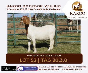 LOT 53 2X BOER GOAT OOI/EWE Kudde PW BOTHA