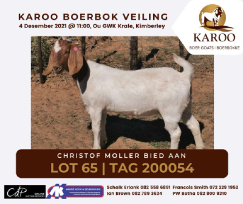 LOT 65 1X BOER GOAT OOI/EWE Kudde CHRISTOFF MOLLER
