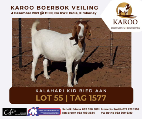 LOT 55 1X BOER GOAT OOI/EWE Kudde KALAHARI KID BOERBOKSTOET