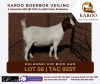 LOT 56 1X BOER GOAT OOI/EWE Kudde KALAHARI KID BOERBOKSTOET