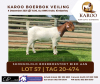 LOT 57 1X BOER GOAT OOI/EWE Stoet SHONGOLOLO BOERBOKSTOET