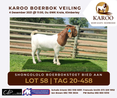 LOT 58 1X BOER GOAT OOI/EWE Kudde SHONGOLOLO BOERBOKSTOET