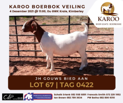 LOT 67 1X BOER GOAT OOI/EWE Stoet JH GOUWS