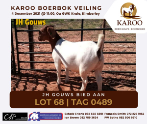 LOT 68 1X BOER GOAT OOI/EWE Stoet JH GOUWS