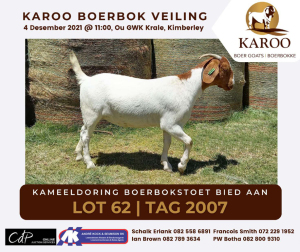 LOT 62 1X BOER GOAT OOI/EWE Kudde KAMEELDORING BOERBOKSTOET