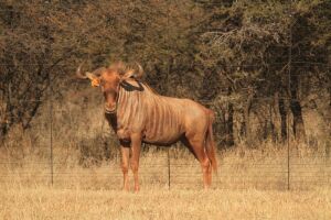 LOT 22  1x GOUE WILDEBEES BUL/GOLDEN WILDEBEEST BULL