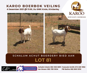 LOT 81 5X BOER GOAT OOI/EWE Kudde SCHALUM ACHUT