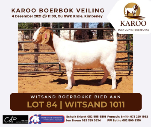 LOT 84 1X BOER GOAT OOI/EWE Kudde WITSAND BOERBOKSTOET