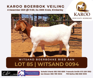 LOT 85 1X BOER GOAT OOI/EWE Kudde WITSAND BOERBOKSTOET