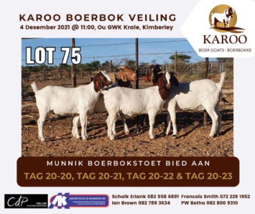LOT 75 3X BOER GOAT OOI/EWE Kudde MUNNIK BOERBOKSTOET