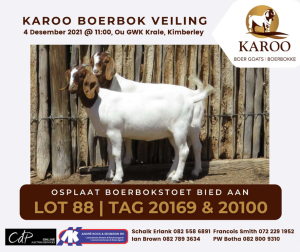 LOT 88 2X BOER GOAT OOI/EWE Kudde OPLPLAAT BOERBOKSTOET