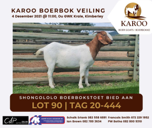 LOT 90 1X BOER GOAT OOI/EWE Kudde SHONGOLOLO BOERBOKSTOET