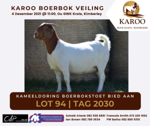 LOT 94 1X BOER GOAT OOI/EWE Kudde KAMEELDORING BOERBOKSTOET