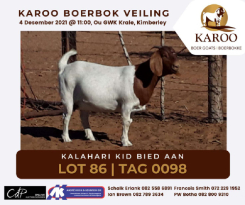 LOT 86 1X BOER GOAT OOI/EWE Kudde KALAHARI KID BOERBOKSTOET