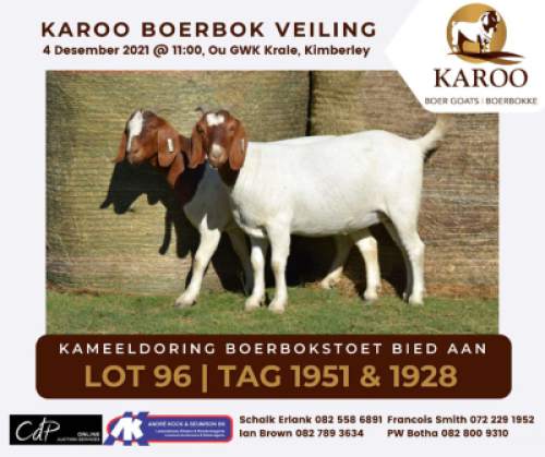 LOT 96 2X BOER GOAT OOI/EWE Kudde KAMEELDORING BOERBOKSTOET