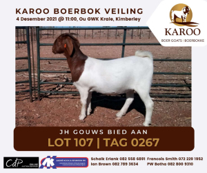 LOT 107 1X BOER GOAT OOI/EWE Kudde JH GOUWS