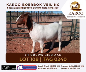 LOT 108 1X BOER GOAT OOI/EWE Kudde JH GOUWS