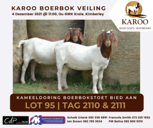 LOT 95 2X BOER GOAT OOI/EWE P/St & K KAMEELDORING BOERBOKSTOET