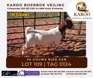 LOT 109 1X BOER GOAT OOI/EWE P/St JH GOUWS