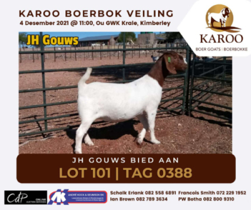 LOT 101 1X BOER GOAT OOI/EWE Kudde JH GOUWS