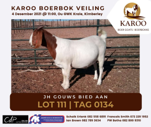 LOT 111 1X BOER GOAT OOI/EWE Kudde JH GOUWS