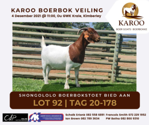 LOT 92 1X BOER GOAT OOI/EWE Kudde SHONGOLOLO BOERBOKSTOET