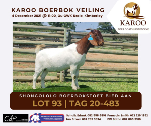 LOT 93 1X BOER GOAT OOI/EWE Kudde SHONGOLOLO BOERBOKSTOET