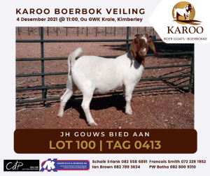 LOT 100 1X BOER GOAT OOI/EWE Kudde JH GOUWS