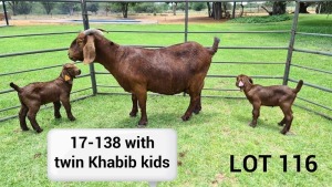 LOT 116 1X KALAHARI RED OOI/EWE Kudde ARRAGON REDS