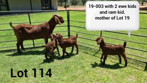 LOT 114 1X KALAHARI RED OOI/EWE Kudde ARRAGON REDS