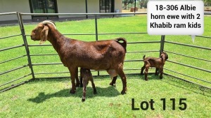 LOT 115 1X KALAHARI RED OOI/EWE Kudde ARRAGON REDS