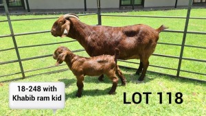 LOT 118 1X KALAHARI RED OOI/EWE Kudde ARRAGON REDS