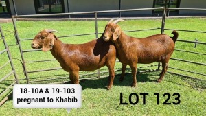 LOT 123 1X KALAHARI RED OOI/EWE Stoet ARRAGON REDS