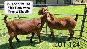 LOT 124 2X KALAHARI RED OOI/EWE Kudde ARRAGON REDS