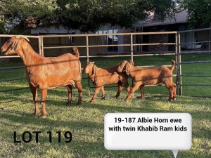 LOT 119 1X KALAHARI RED OOI/EWE Kudde ARRAGON REDS