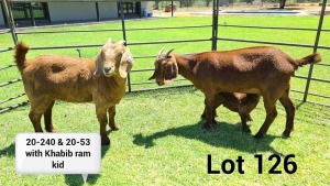 LOT 126 2X KALAHARI RED OOI/EWE Kudde ARRAGON REDS