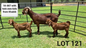 LOT 121 1X KALAHARI RED OOI/EWE Stoet ARRAGON REDS