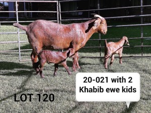 LOT 120 1X KALAHARI RED OOI/EWE Kudde ARRAGON REDS