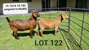 LOT 122 1X KALAHARI RED OOI/EWE Stoet ARRAGON REDS