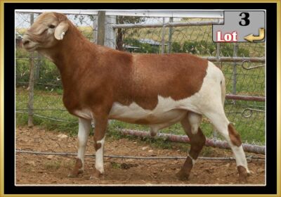 LOT 3 1X MEATMASTER RAM