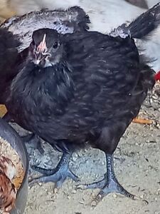 LOT 68 20X AUSTRALORP CHENE FOURIE