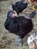 LOT 68 20X AUSTRALORP CHENE FOURIE - 2