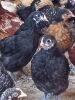 LOT 68 20X AUSTRALORP CHENE FOURIE - 3