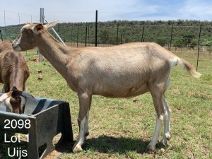 LOT 1 1X TOGGENBURG OOI/EWE Dirk Uijs