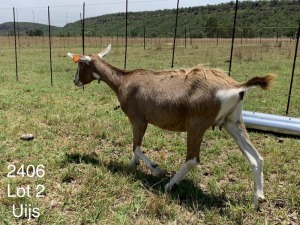 LOT 2 1X TOGGENBURG OOI/EWE Dirk Uijs