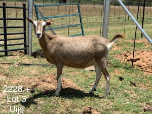 LOT 3 1X TOGGENBURG OOI/EWE Dirk Uijs